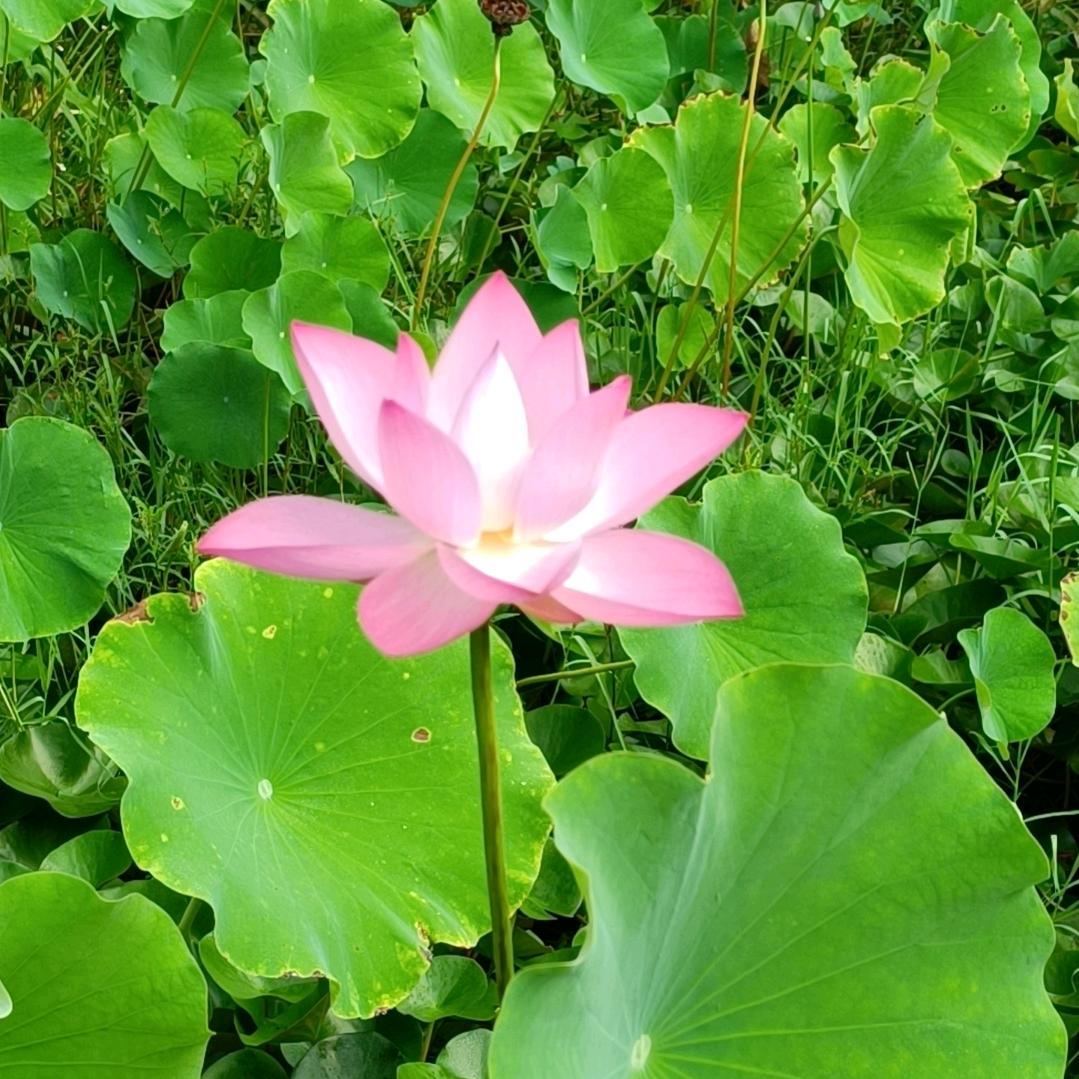 宝藏女孩（橱窗好物）