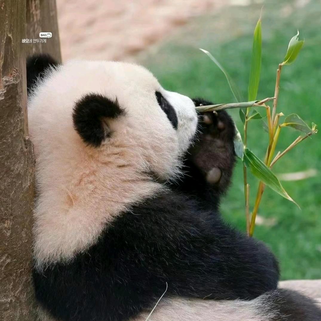 隔壁大老李