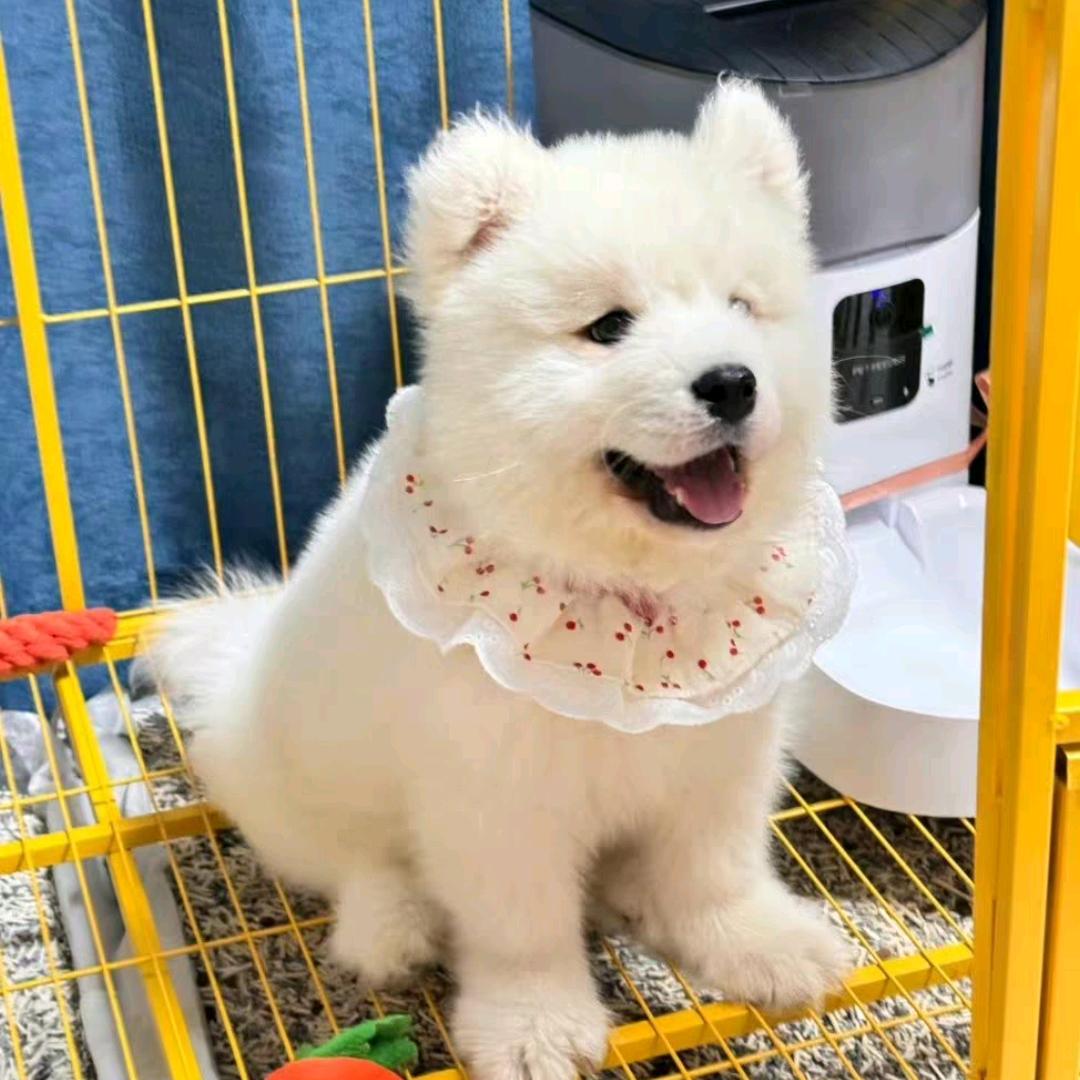 上海宠物基地（看宠物看主页v）