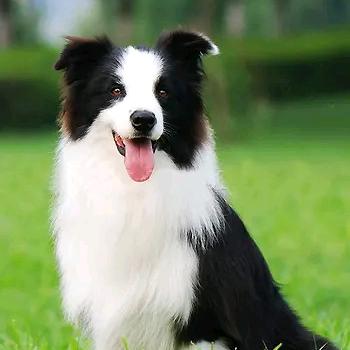 伊万边牧犬舍