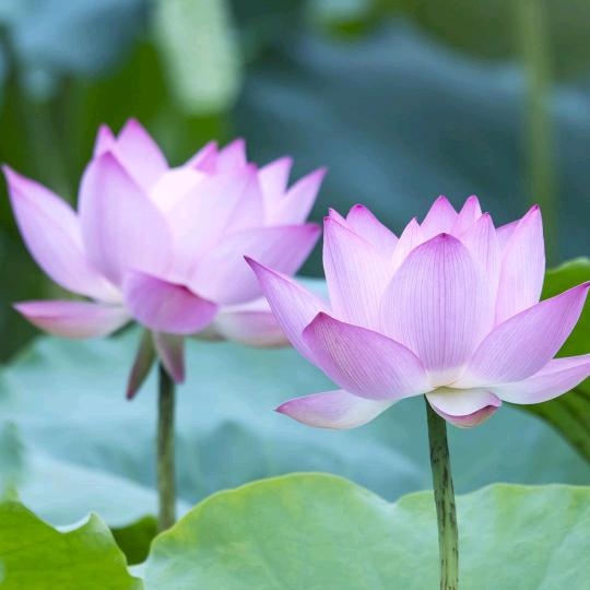 明月清风🌹🌹🌹【有赞必回】