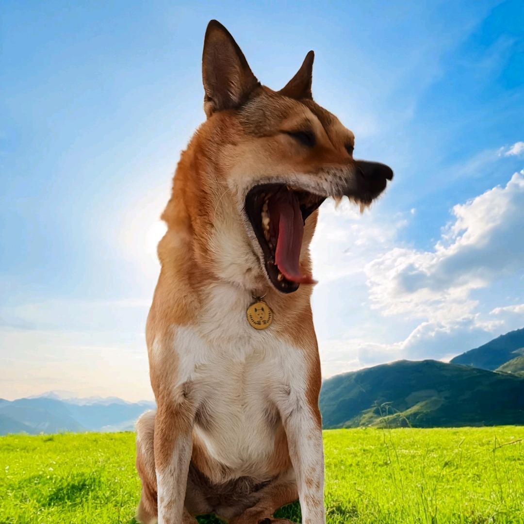 福宝家（黠灵犬）