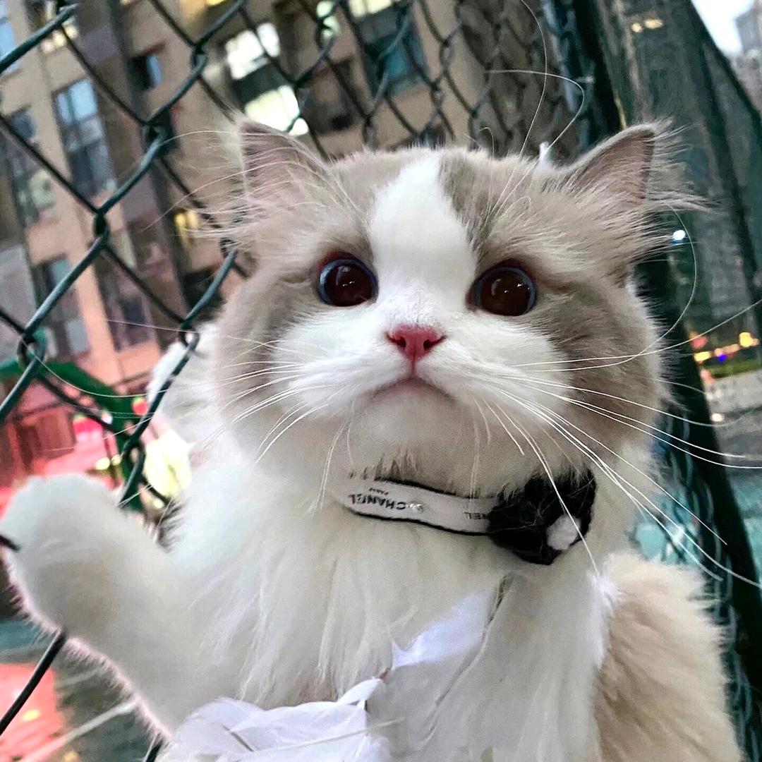 犟种倔驴天秤（已退役）