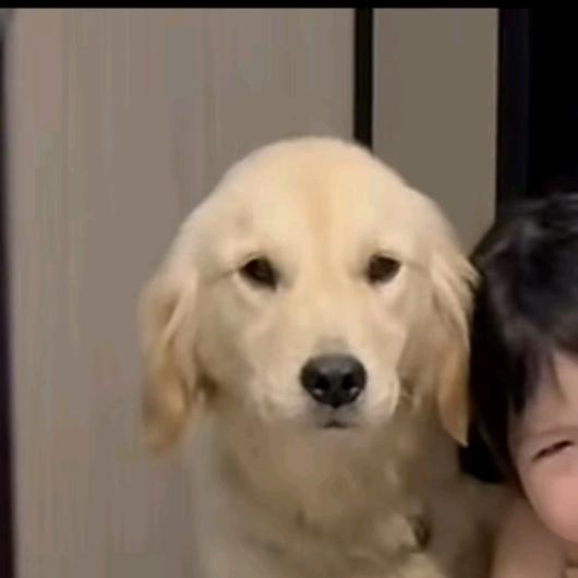 煎饼狗狗狗子