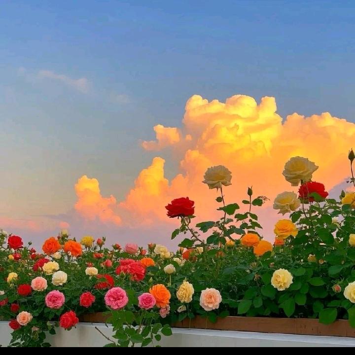 心有阳光🍎🍎🍎🍎🍎🍎