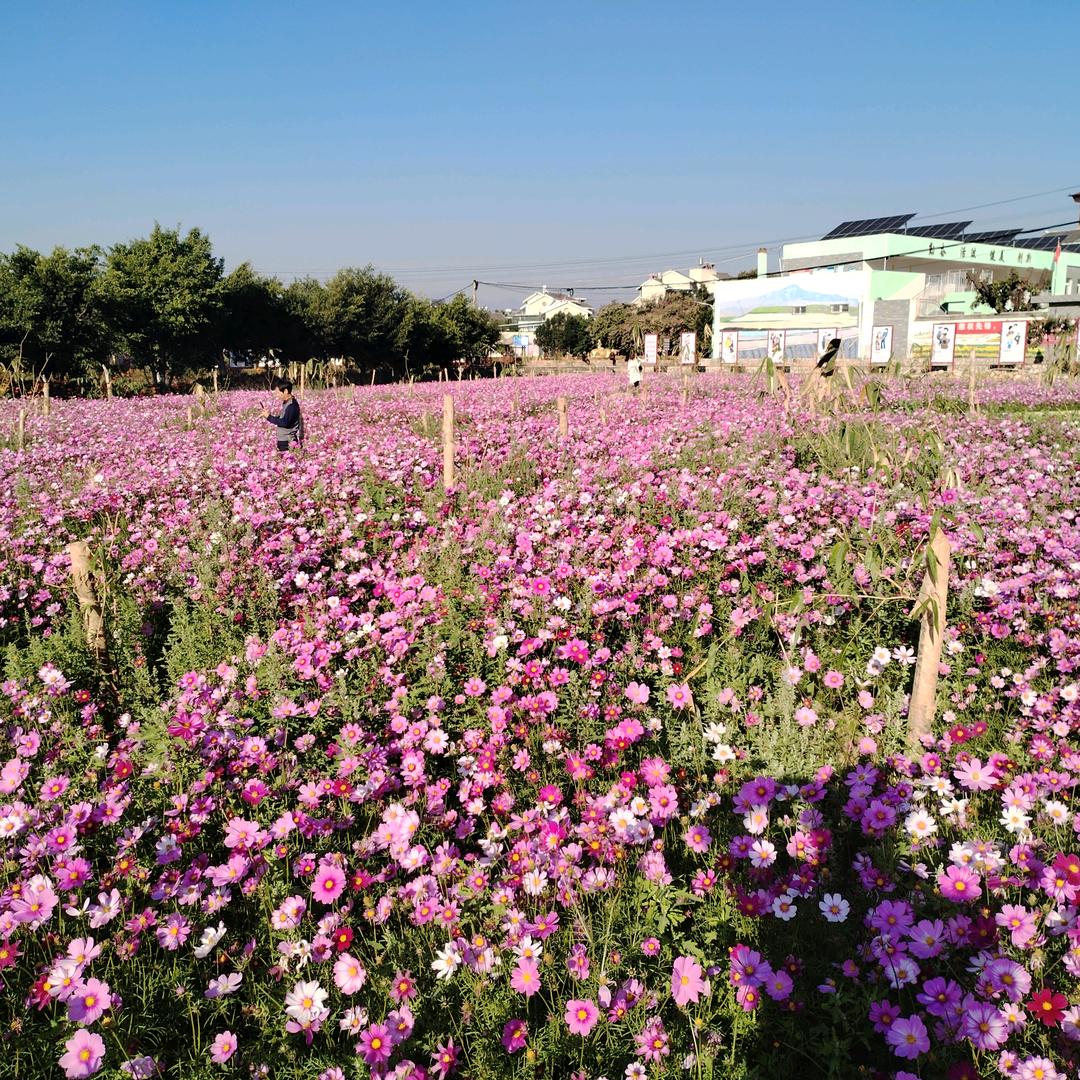 映阳红山花