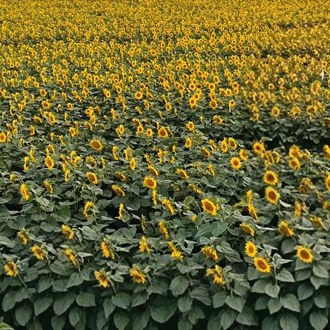 阿洋