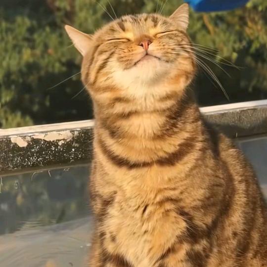挪威•森林
