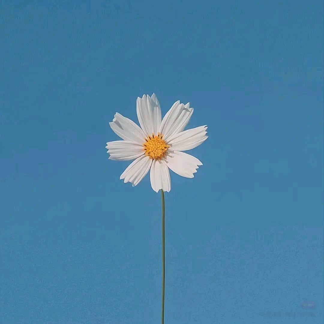 花落无声