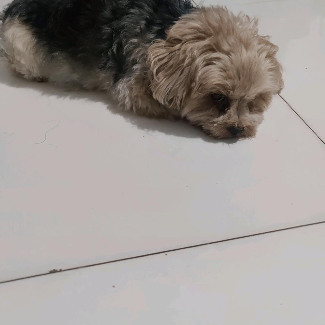 约芽