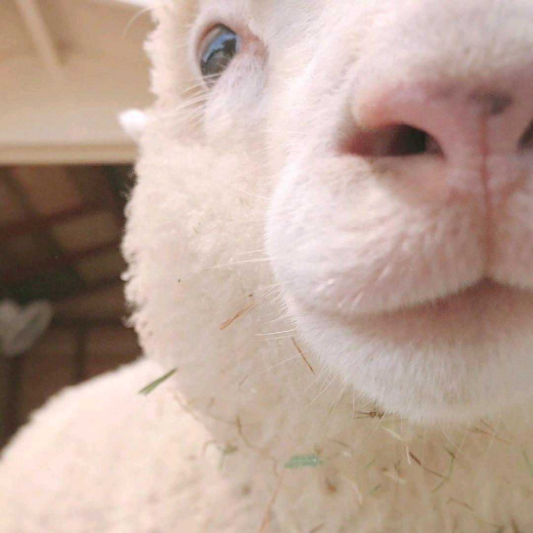 卷卷小丸子