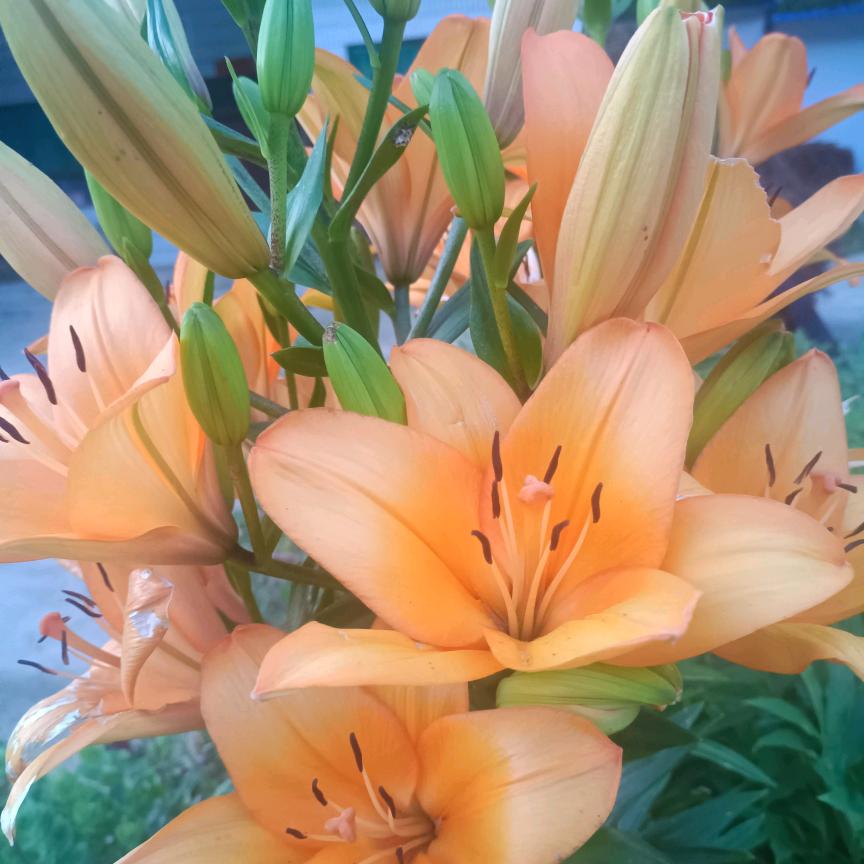 敏敏🍀☘️🌻🌻🍁🍁