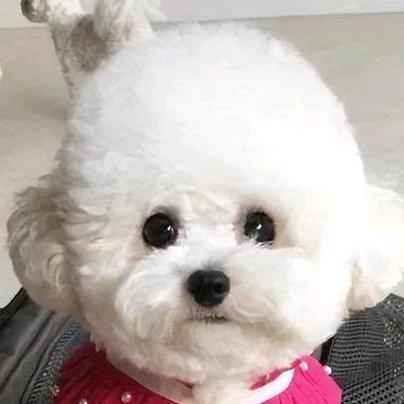 【津宝】比熊泰迪