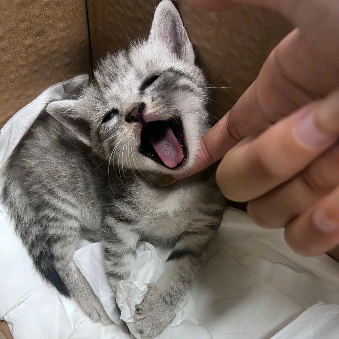 洸