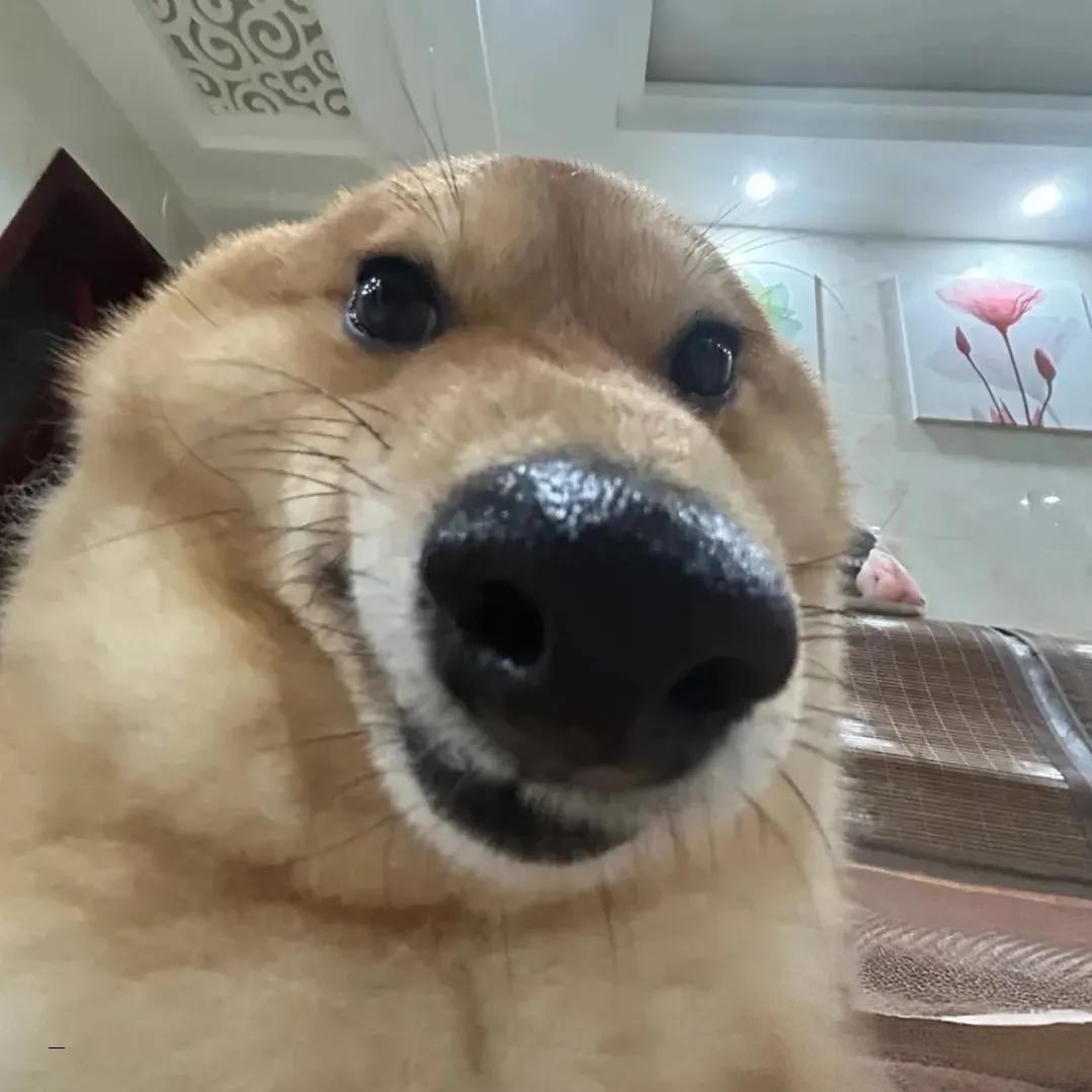 呆jio不
