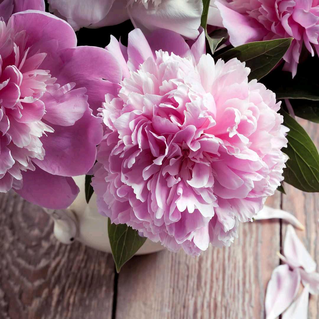 丹妹子🌺可💐私🌸聊