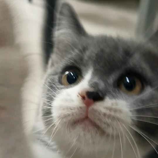 朝朝是只猫