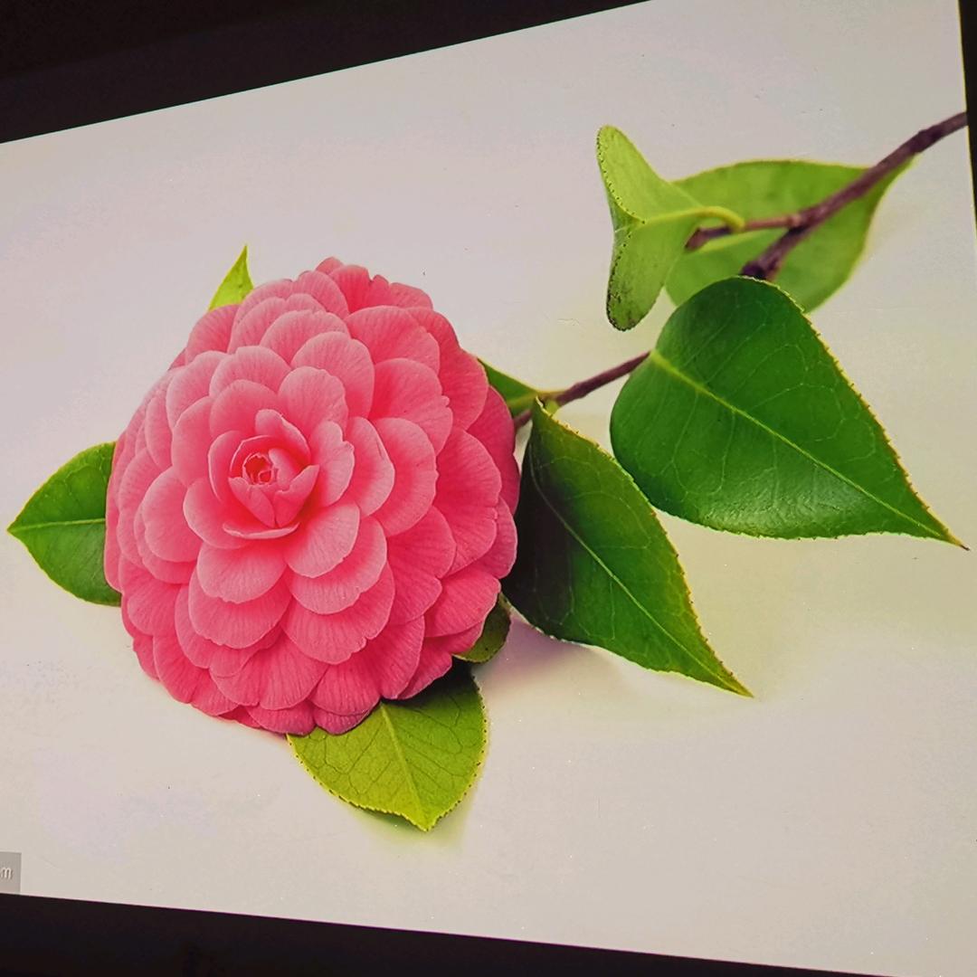 达不溜西