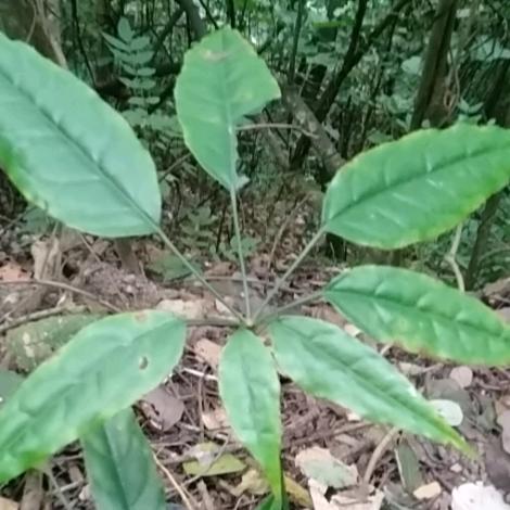 在那里还没得。
