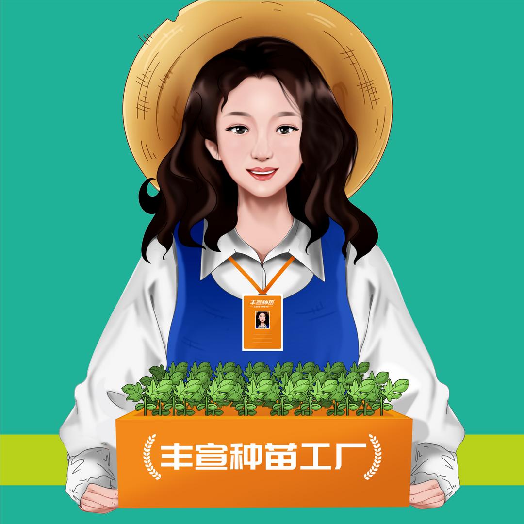 丰宣种苗 王思妮