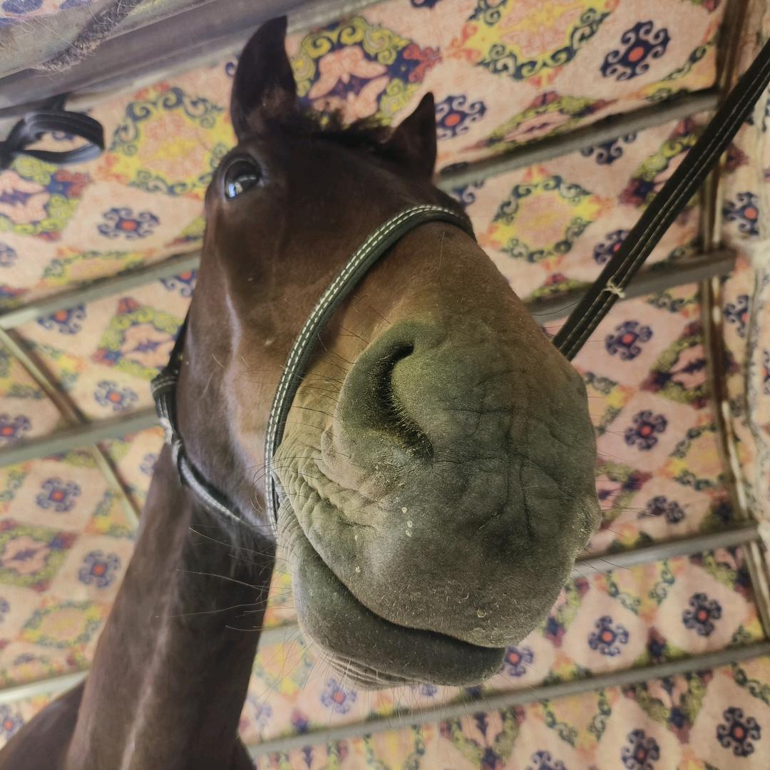 爱🐎马的小女孩