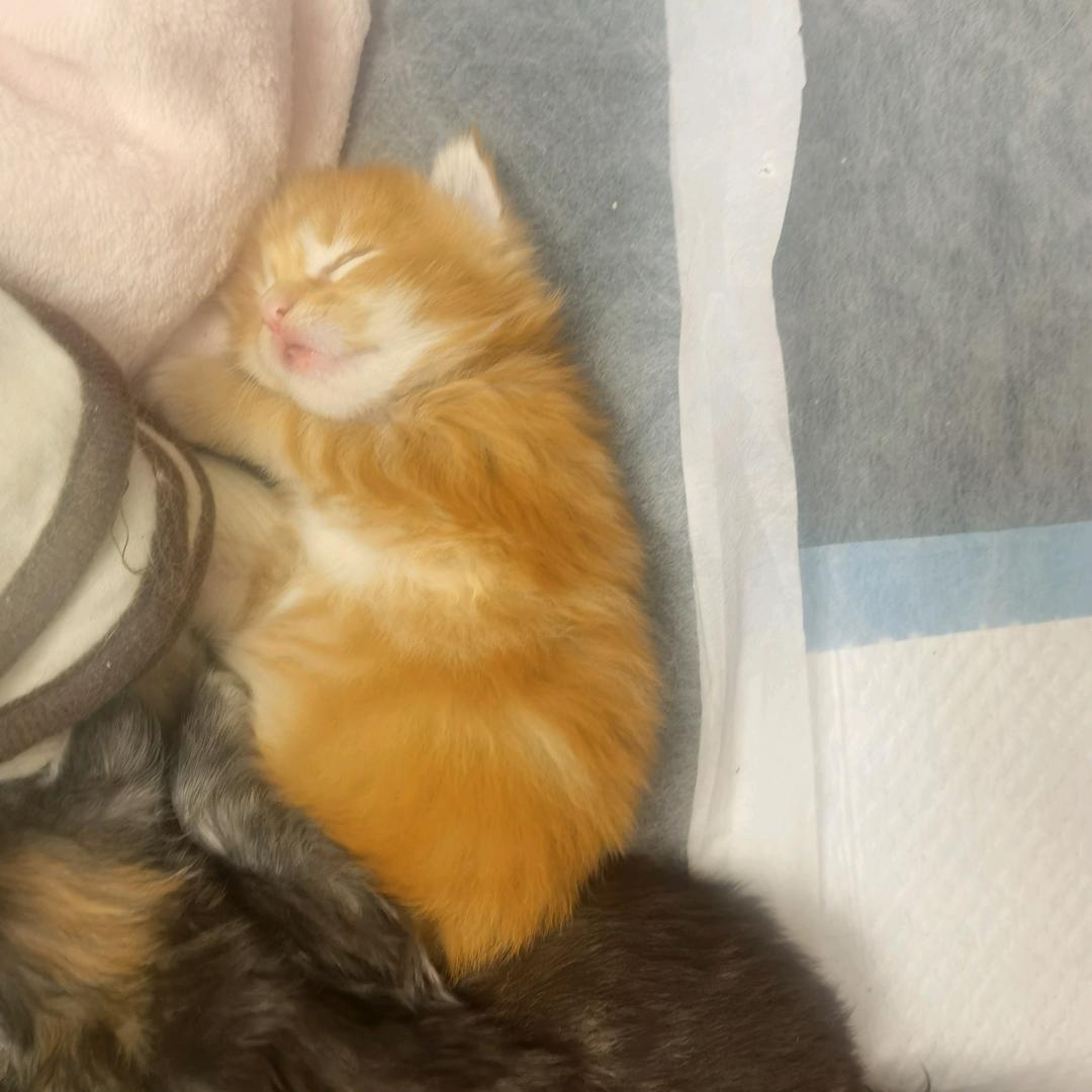 桔子家的缅因猫