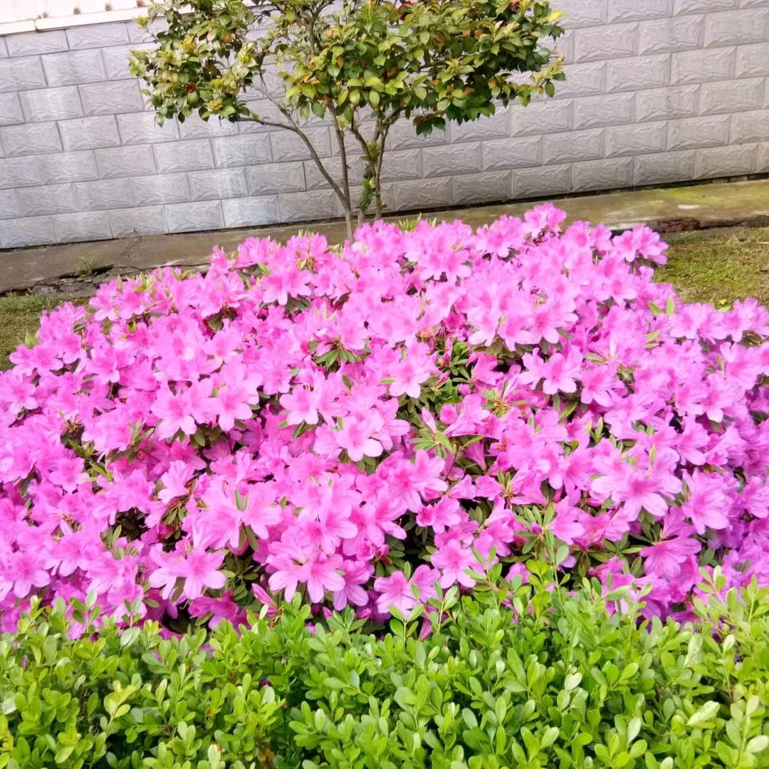 决明子81