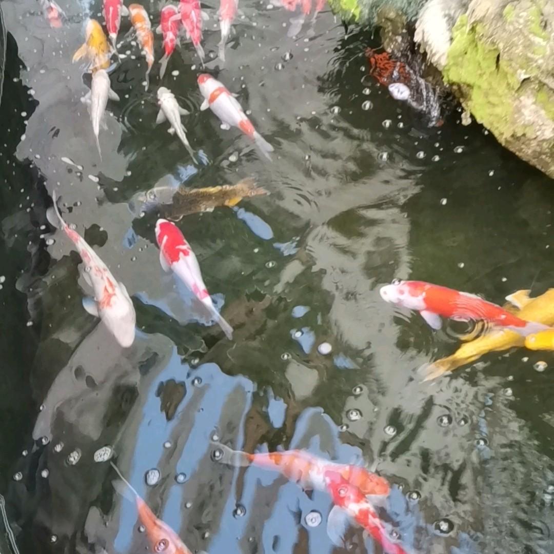 东方哥