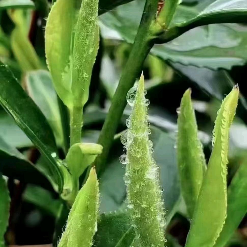 黔南州都匀毛尖茶.