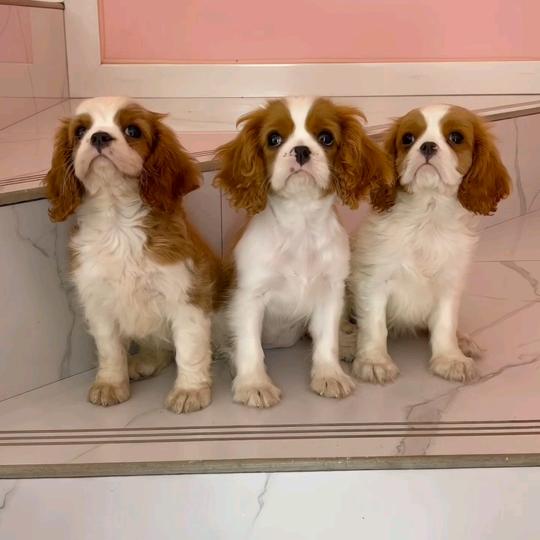 糖糖犬舍（重庆查理王小猎犬 西高地）