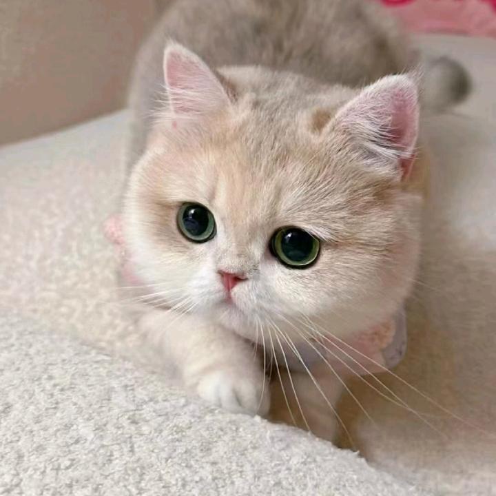 小兔猫儿爱逗宠物