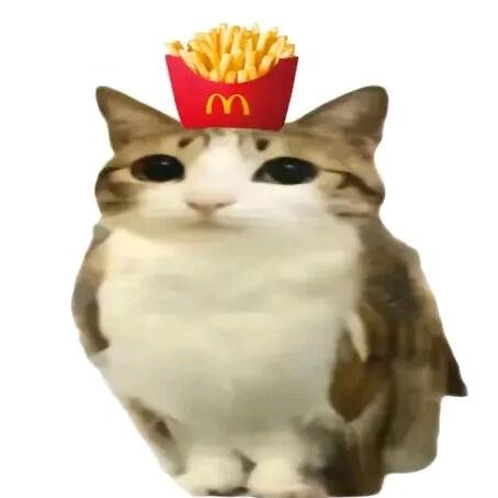 爱偷香香正太苦茶