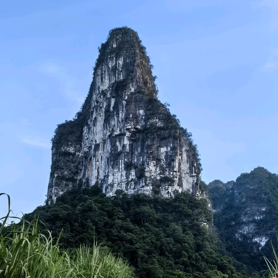 小树林