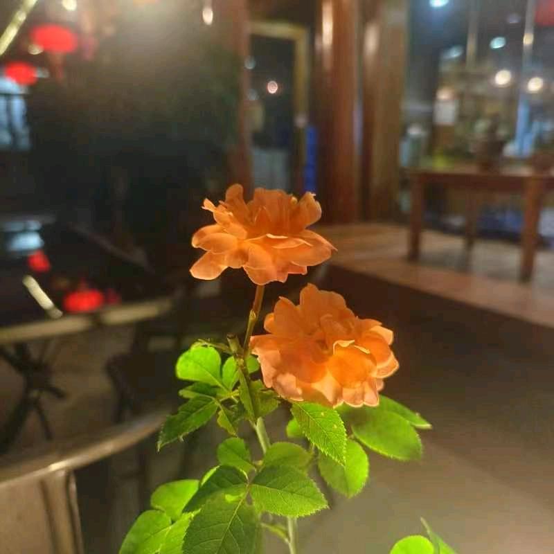 肇兴侗寨侗鼎酒店肇兴侗寨侗鼎酒店