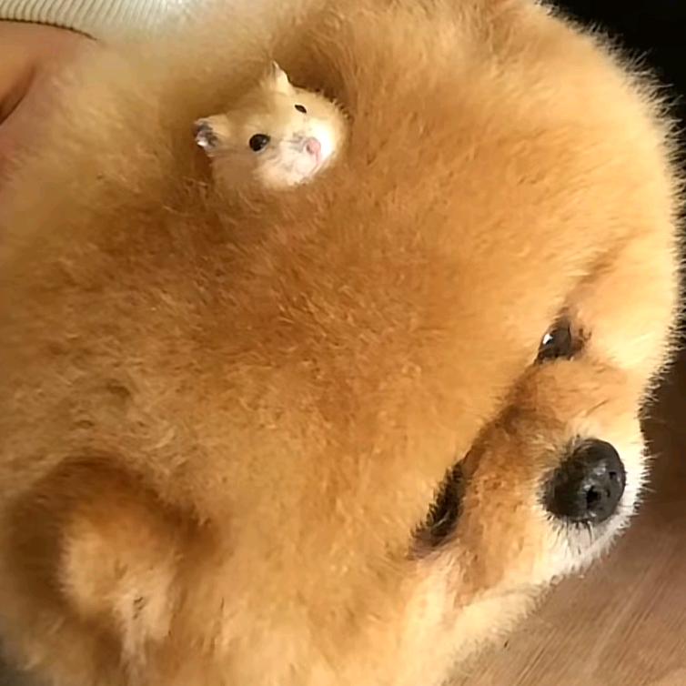柒禧姐姐