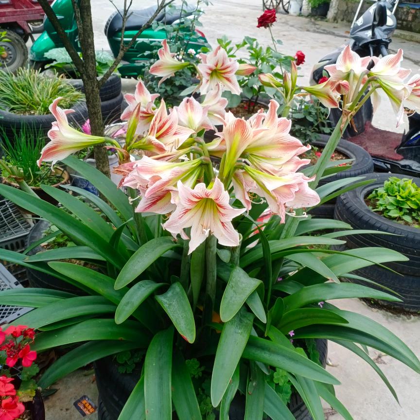 伤心的时候回想往事刘美