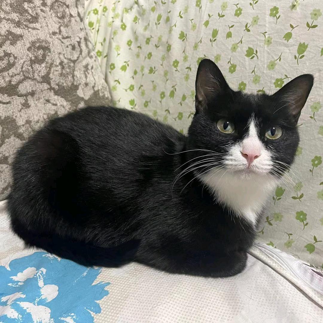 流浪猫救助霍姐