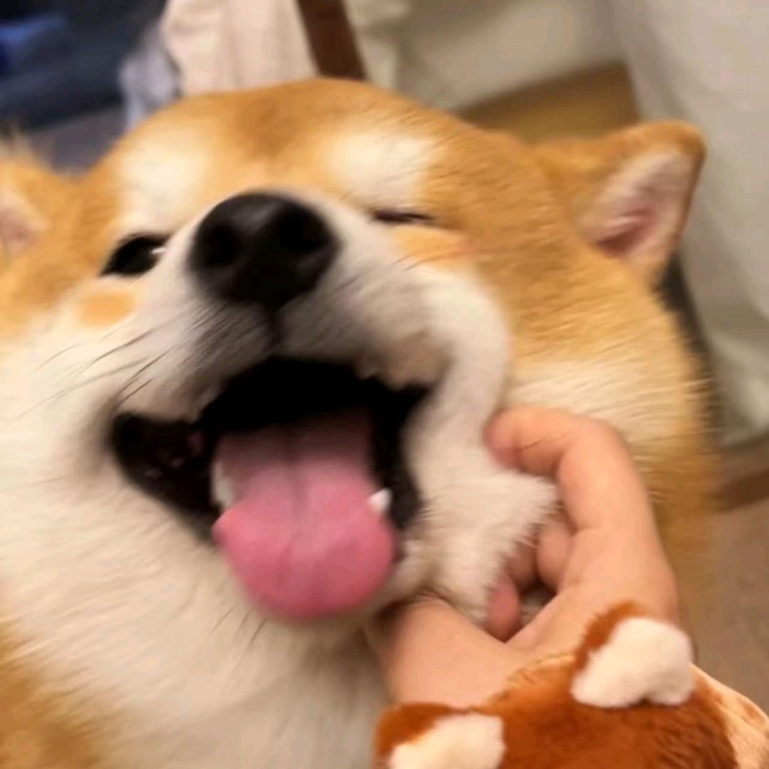 Lғᴏʀɪᴋ H