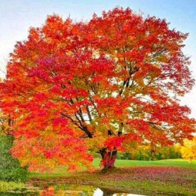 (u‿ฺu✿)楚楚董人ξ( ✿＞◡❛)