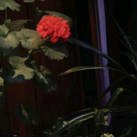 🌈花开富贵🌸¹⁰