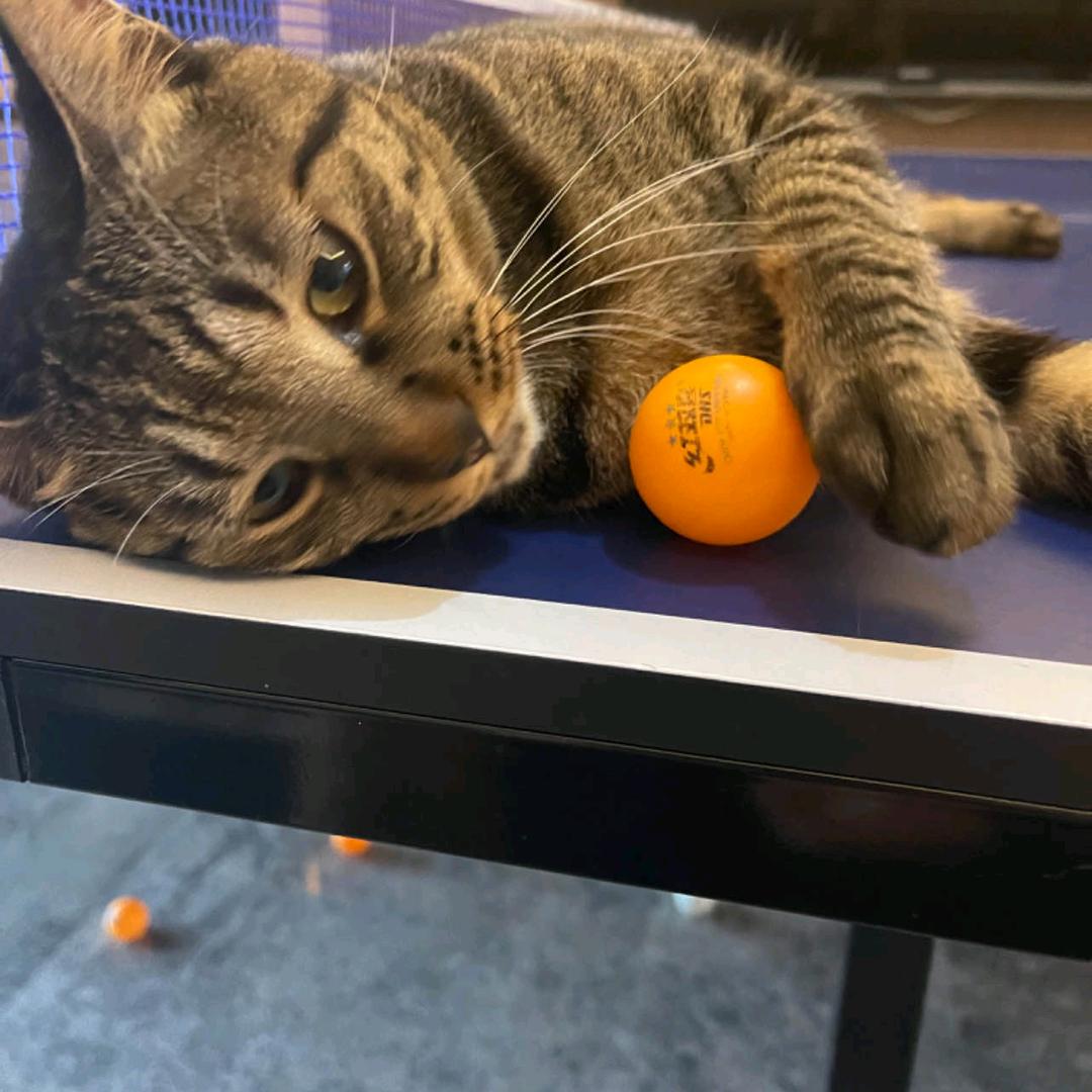 小半斤是只狸花猫