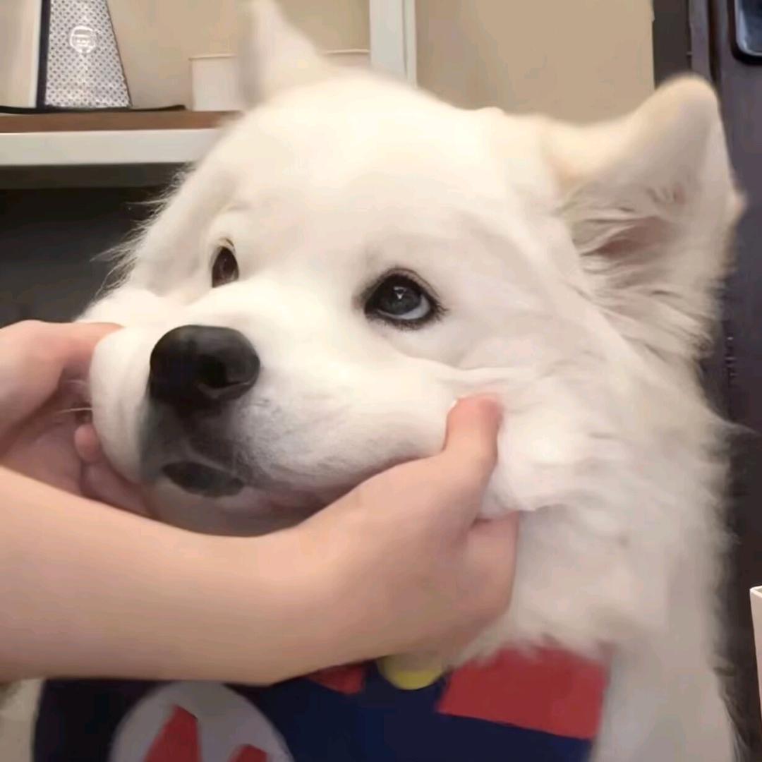 ꧁꫞狼小洛꫞꧂