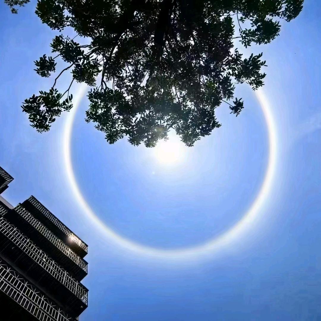 内向的知鸟