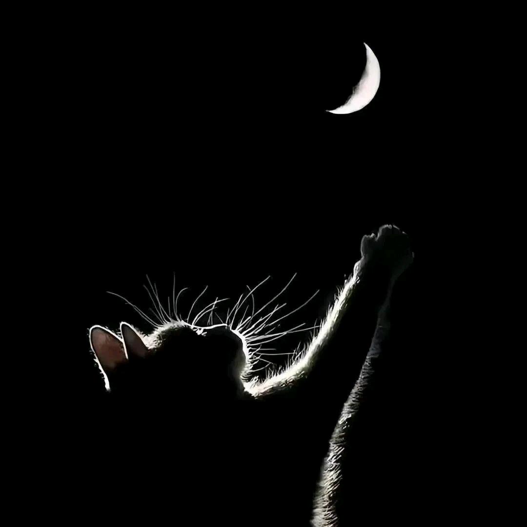 月亮不睡我不睡🌙