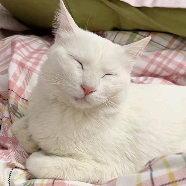 和富贵的岁岁年年