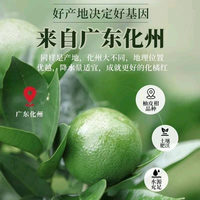 橘乡大岭化橘红