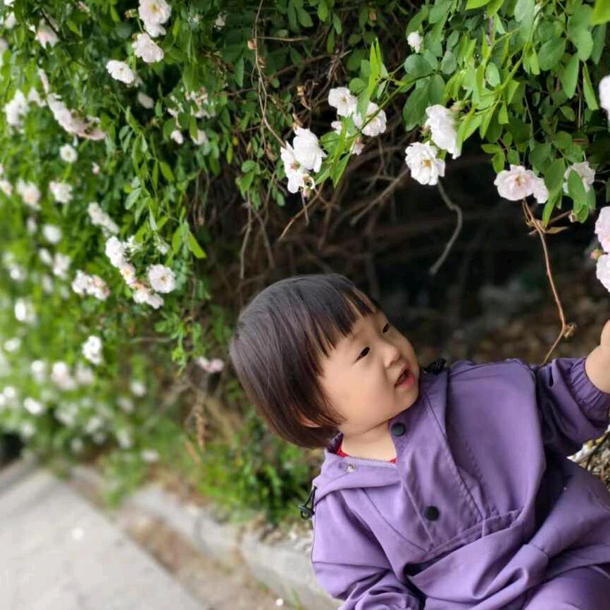 孤独的梧桐树