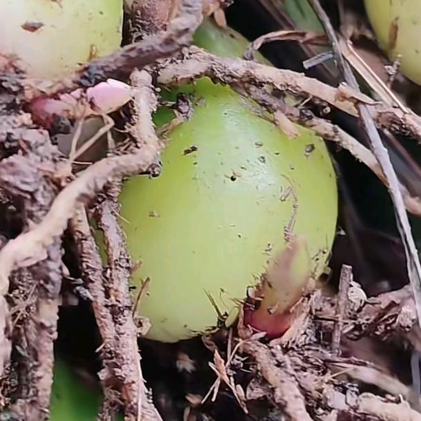鸿源中药材种植基地！