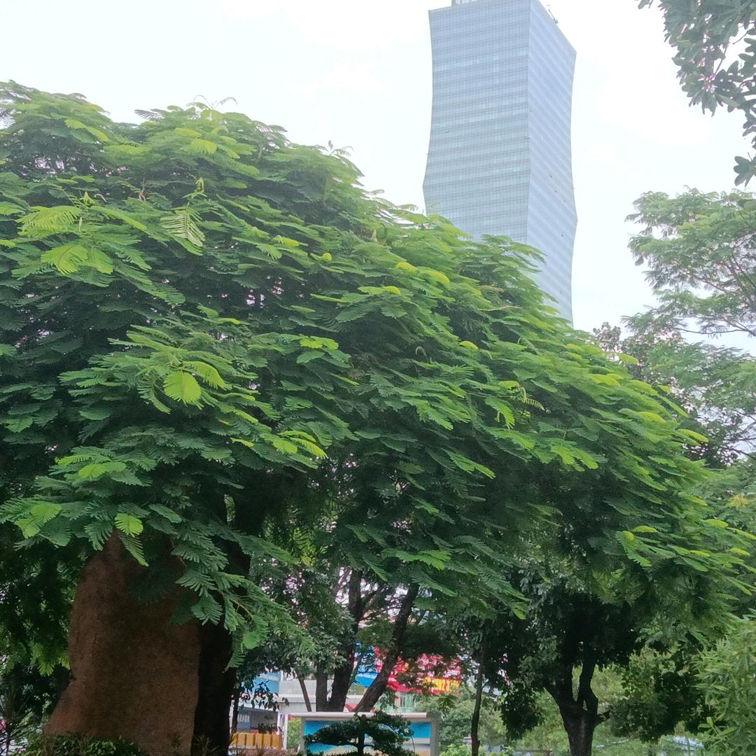 黄梅三哥