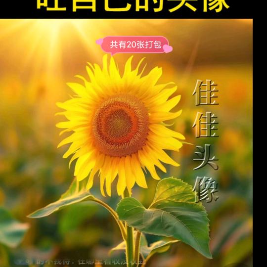 坡上的风